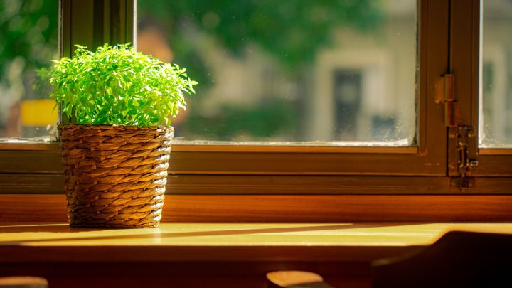 Potteplante paa en vindueskarm i trae